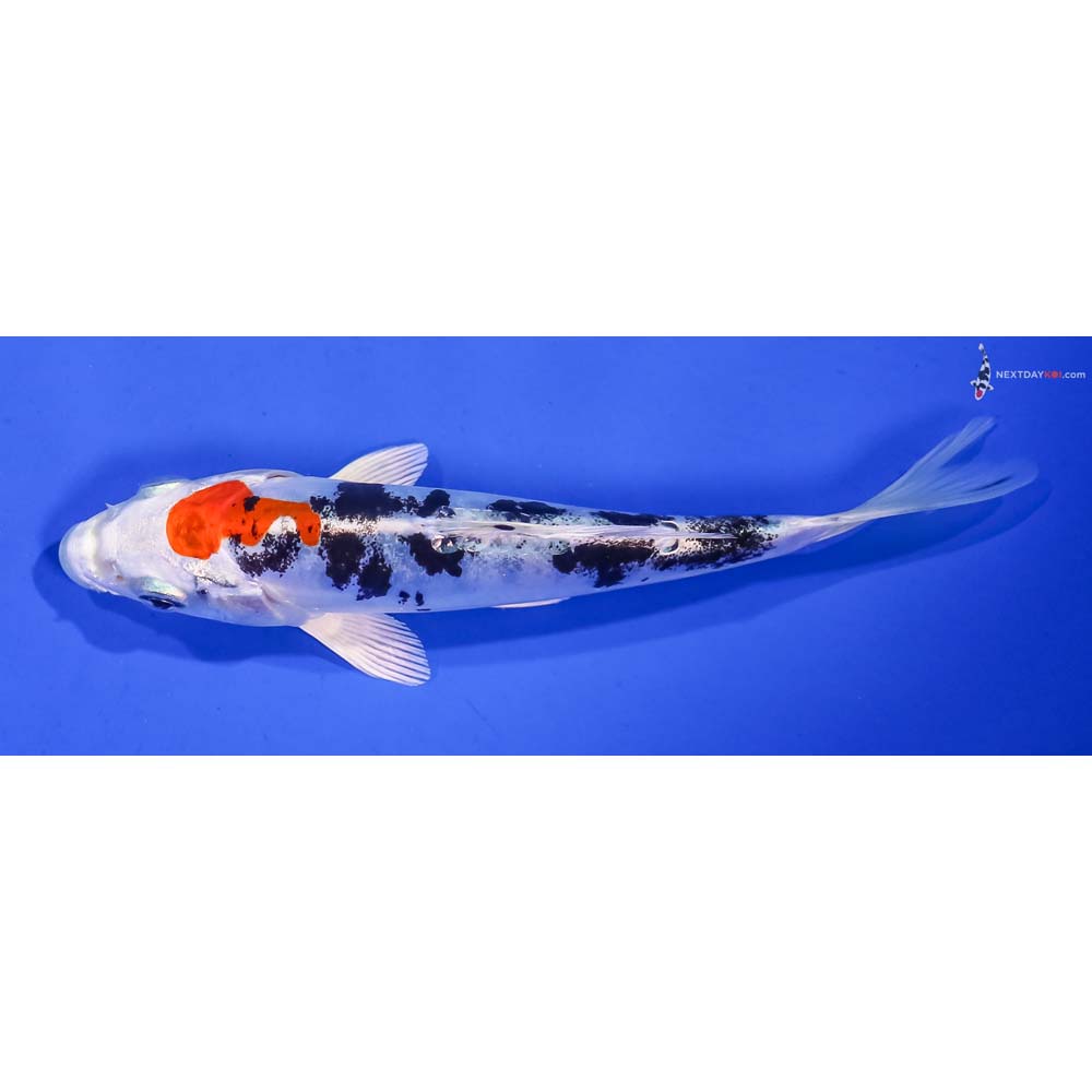 5.5” Imported Heisei Nishiki