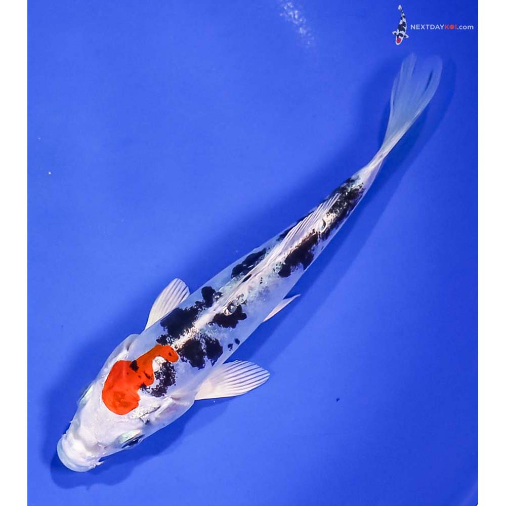 5.5” Imported Heisei Nishiki