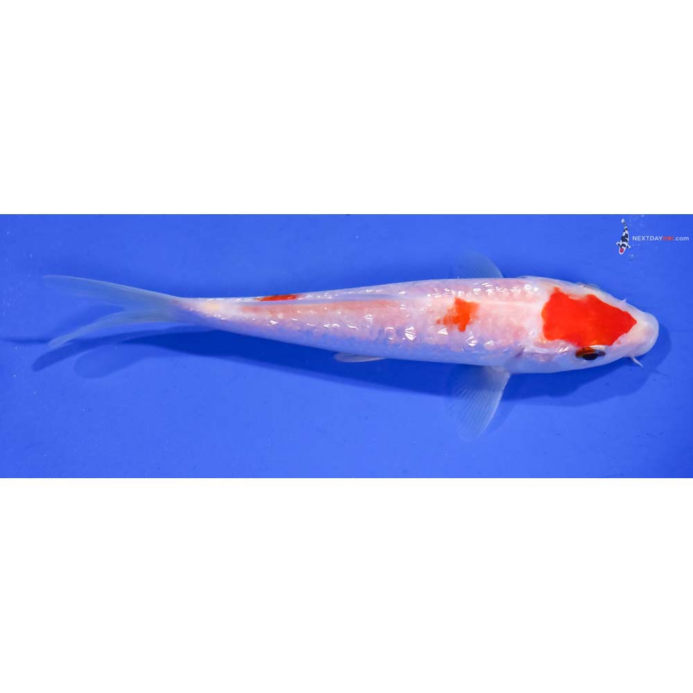 6” Imported Gin Rin Kohaku