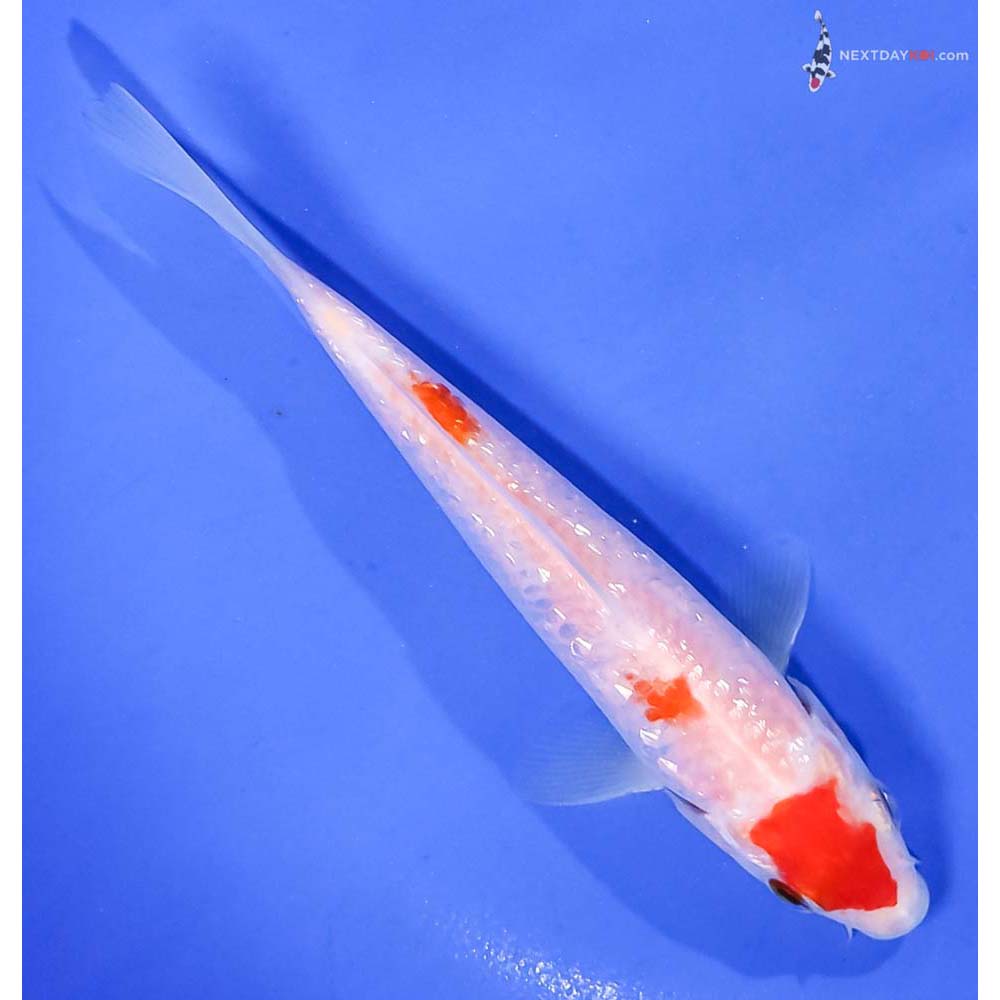 6” Imported Gin Rin Kohaku