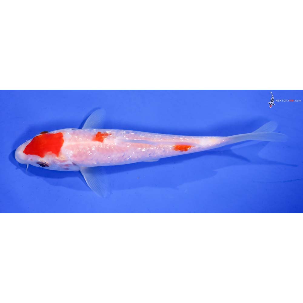 6” Imported Gin Rin Kohaku
