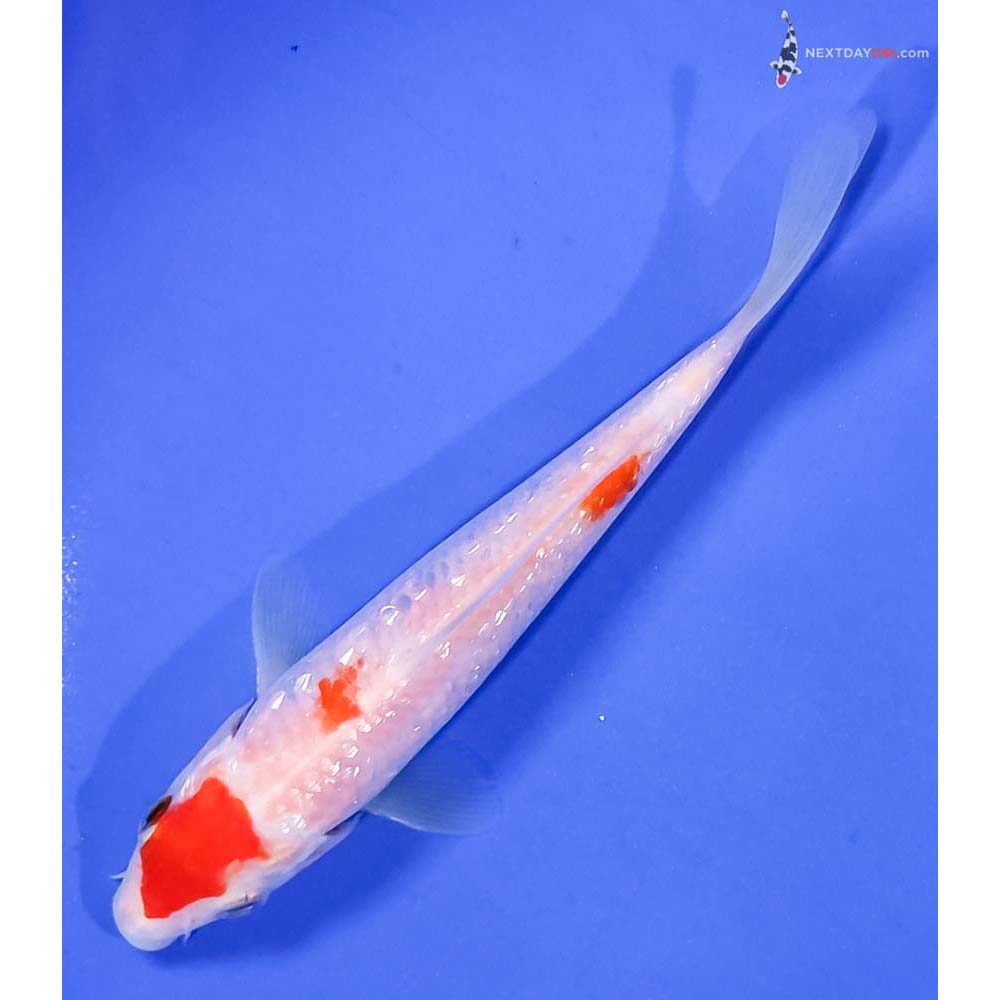 6” Imported Gin Rin Kohaku