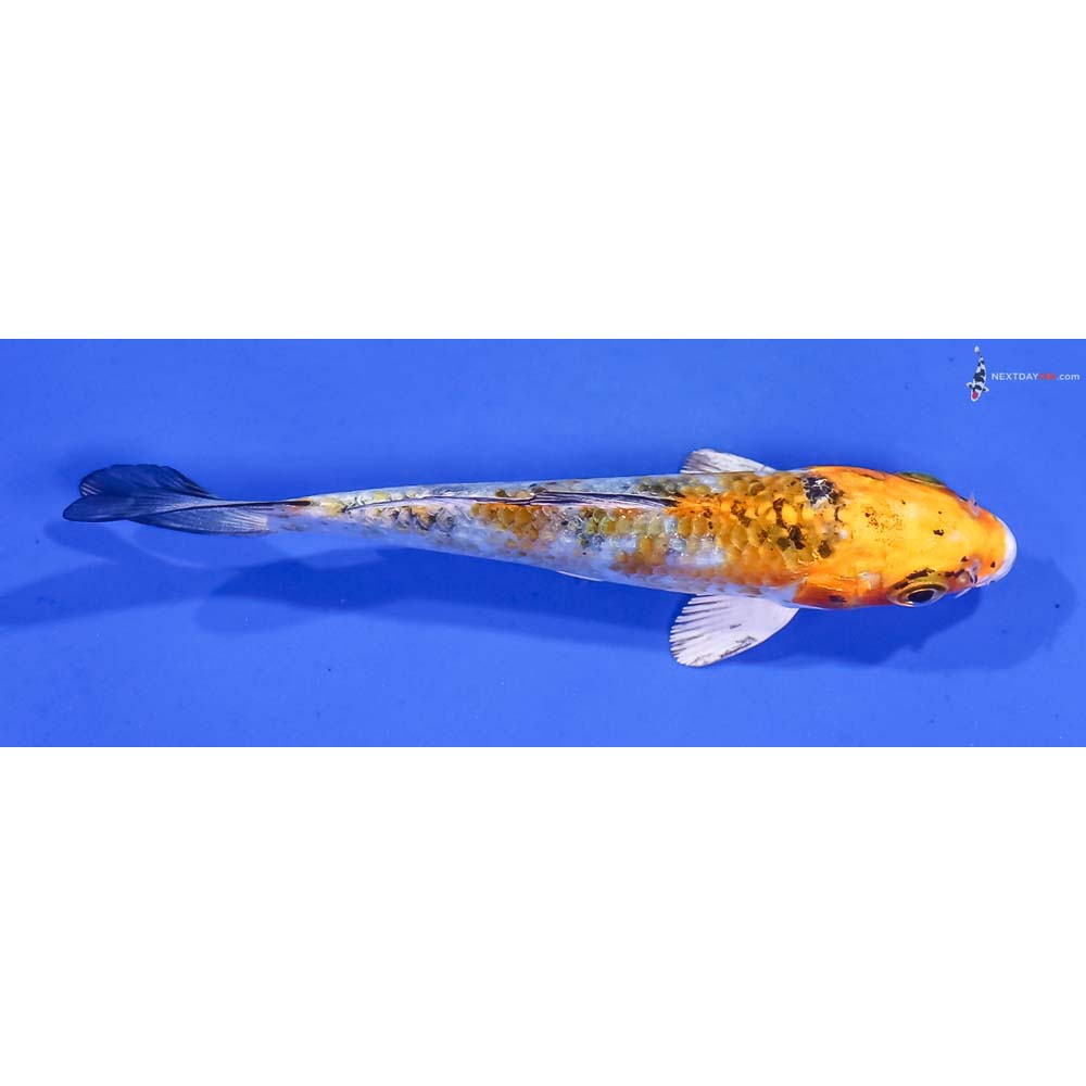 4” Imported Yamato Nishiki