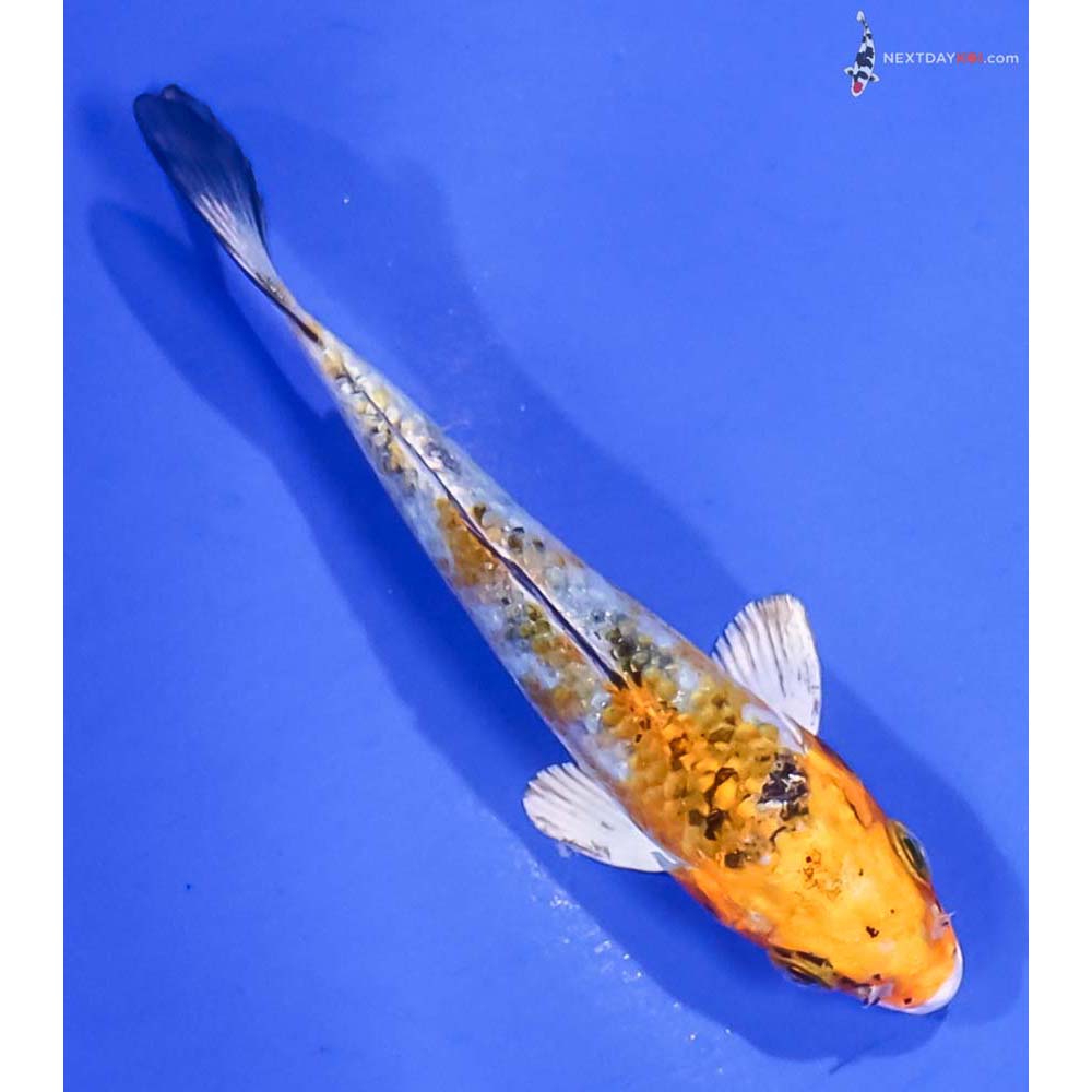 4” Imported Yamato Nishiki