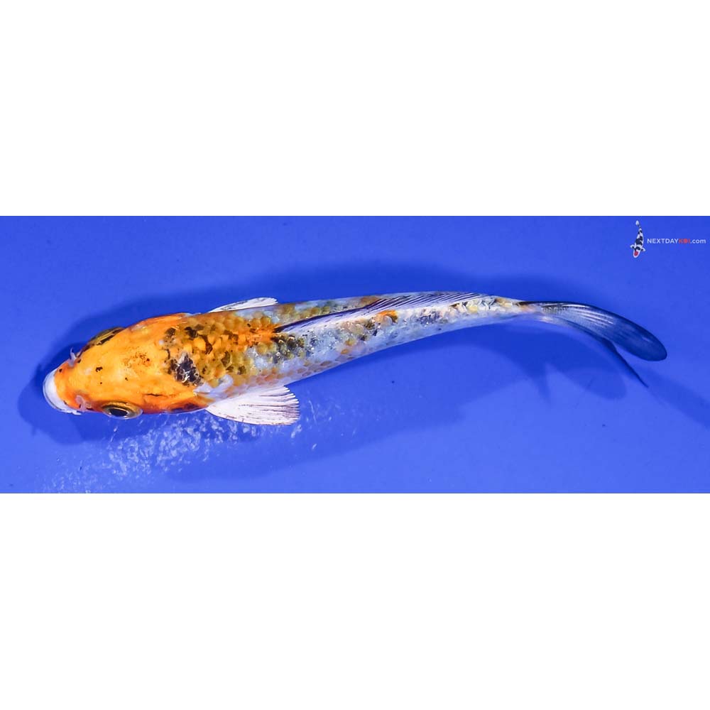 4” Imported Yamato Nishiki