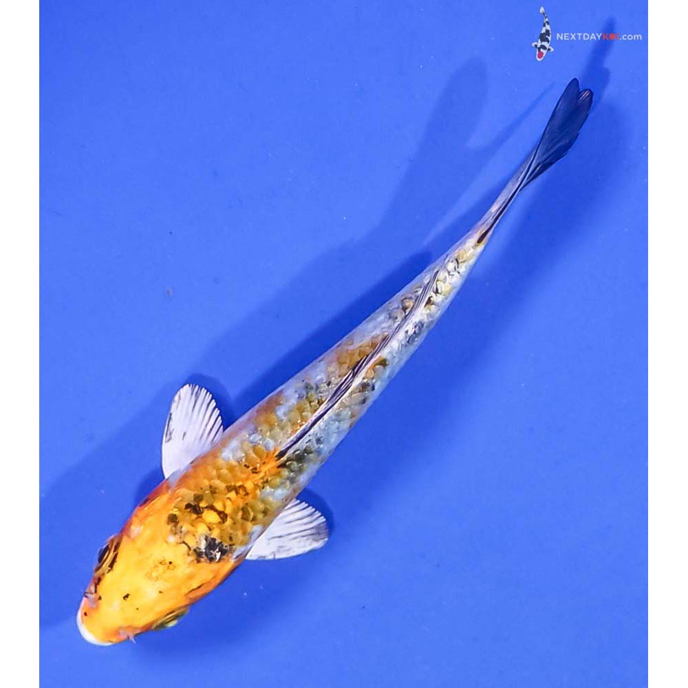 4” Imported Yamato Nishiki