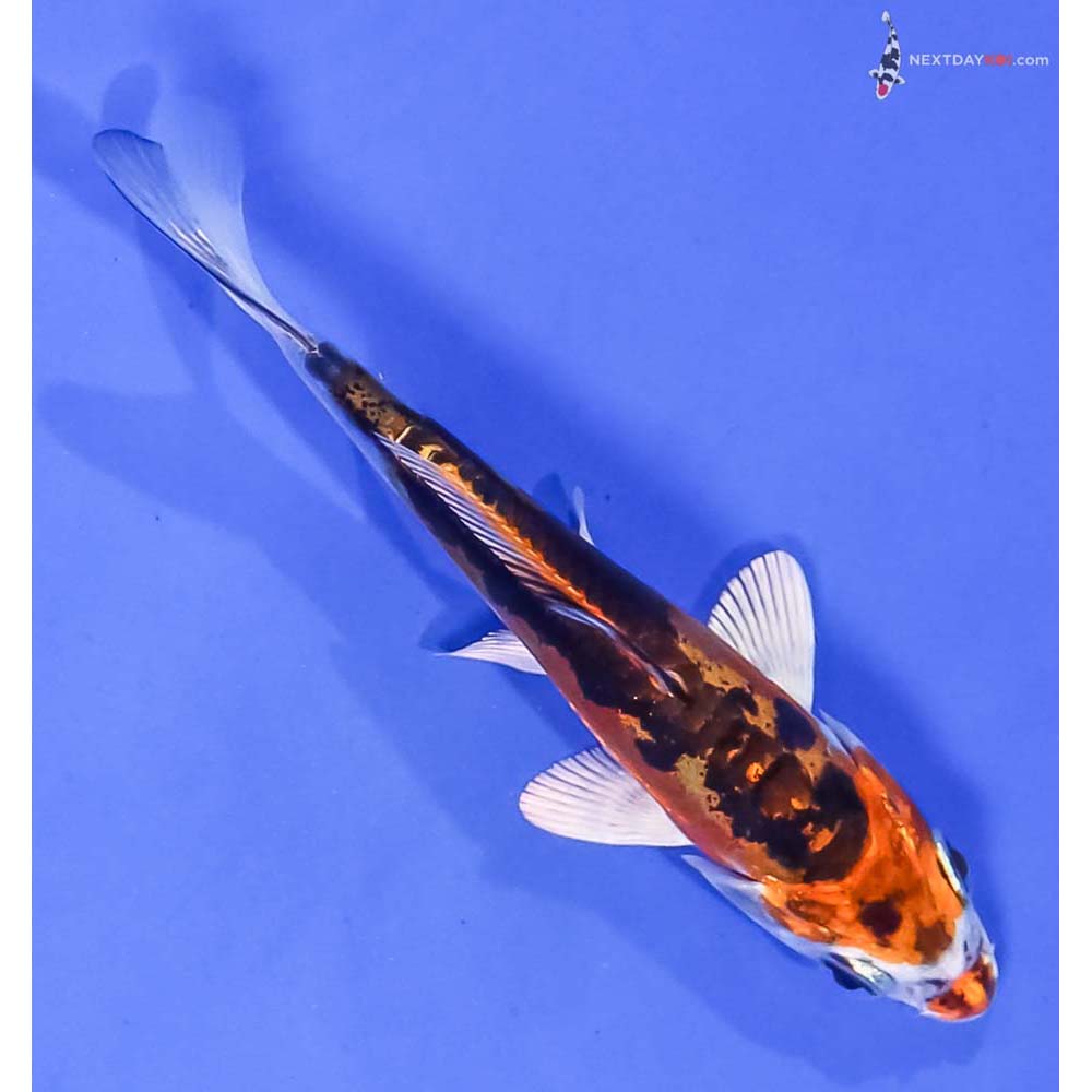 4” Imported Kin Kikokuryu
