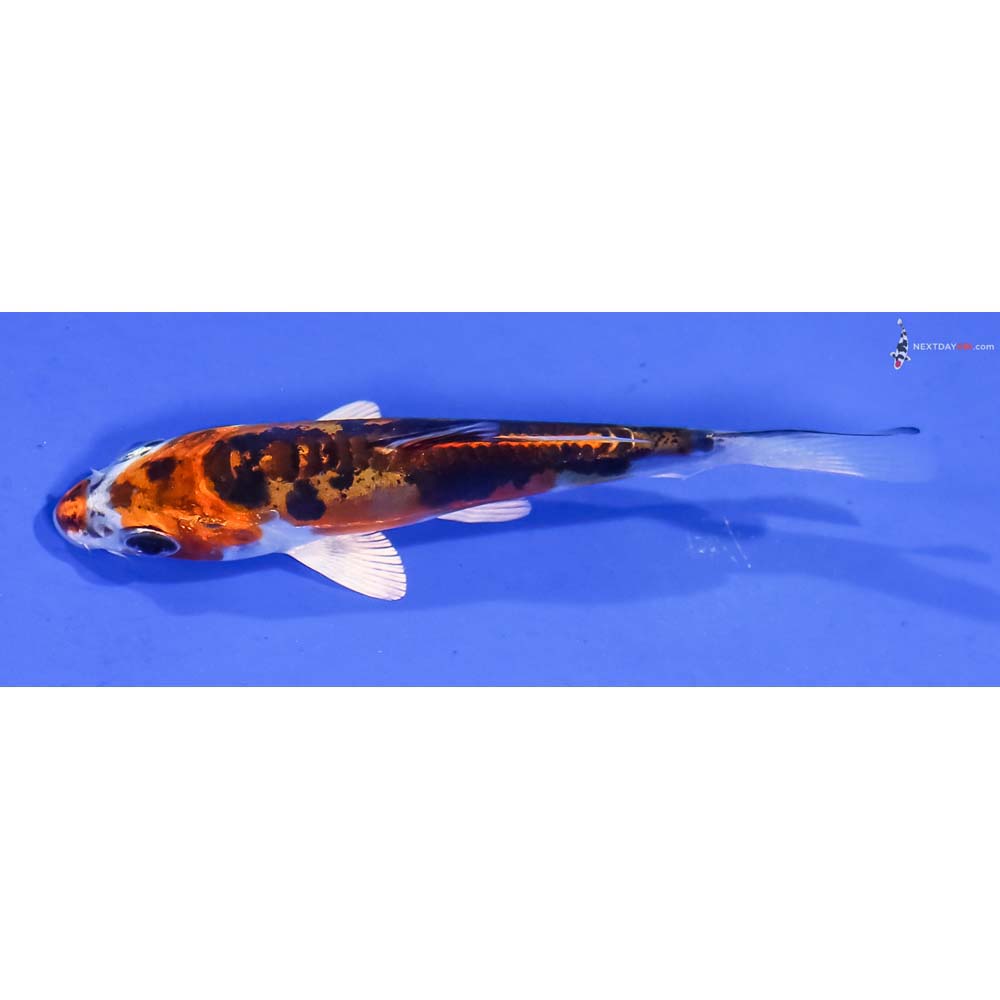 4” Imported Kin Kikokuryu