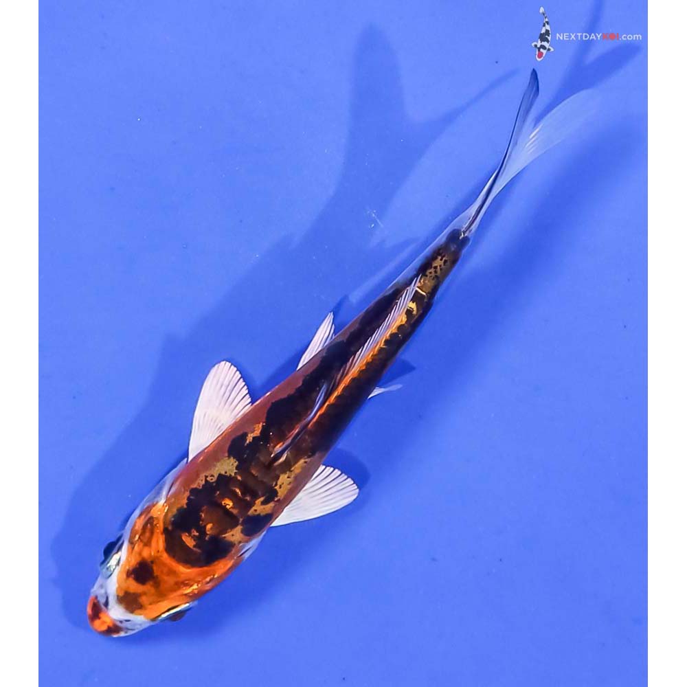 4” Imported Kin Kikokuryu