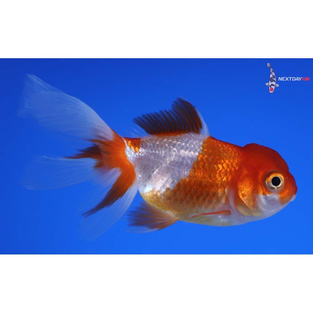 3.5” Imported Red and White Oranda