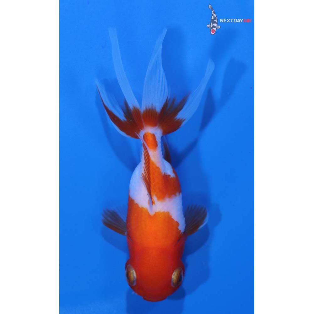 3.5” Imported Red and White Oranda