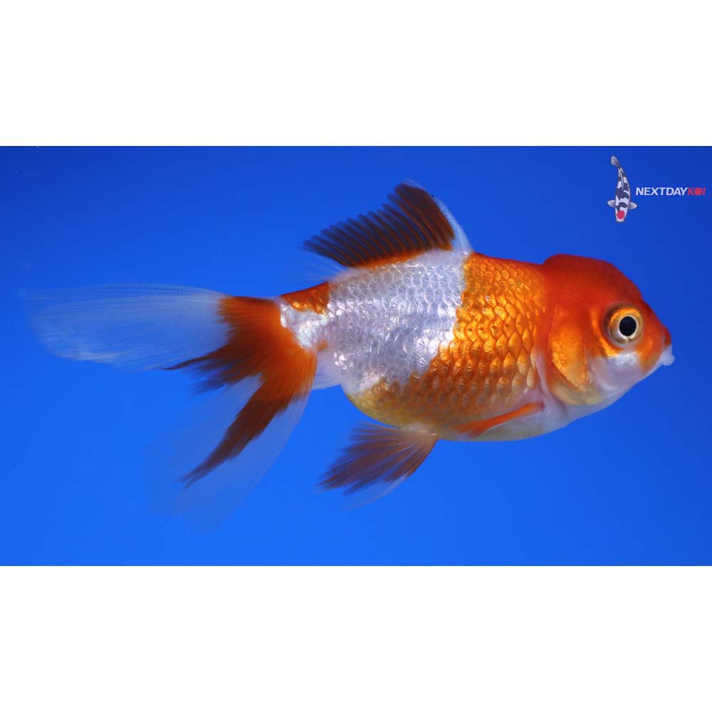 3.5” Imported Red and White Oranda