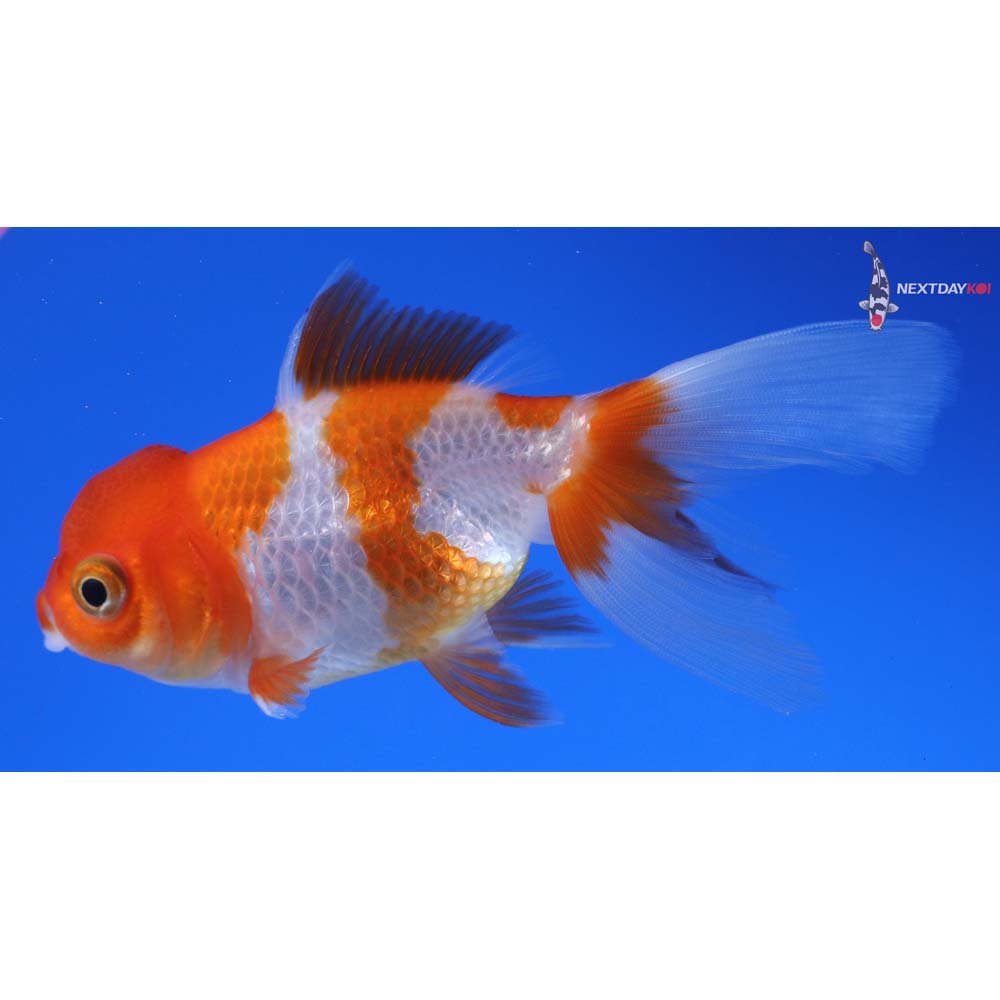 3.5” Imported Red and White Oranda