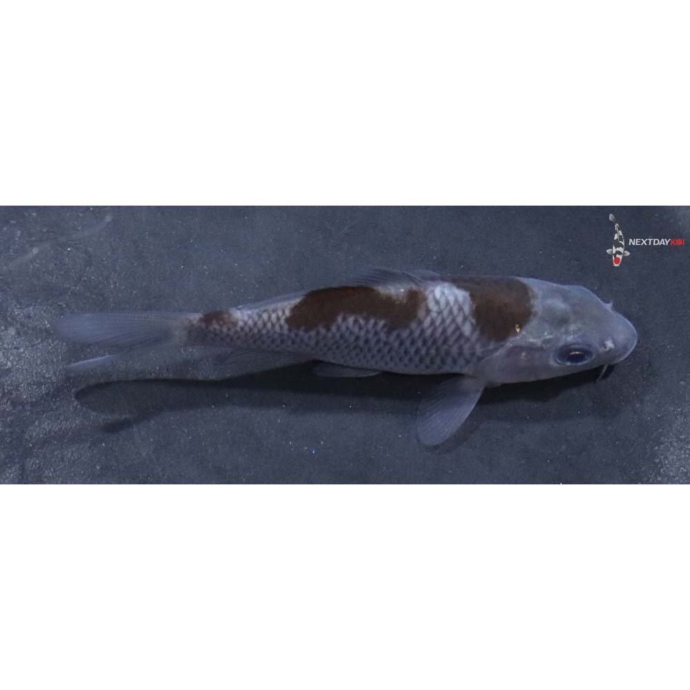3.5” Imported Ochiba Shigure