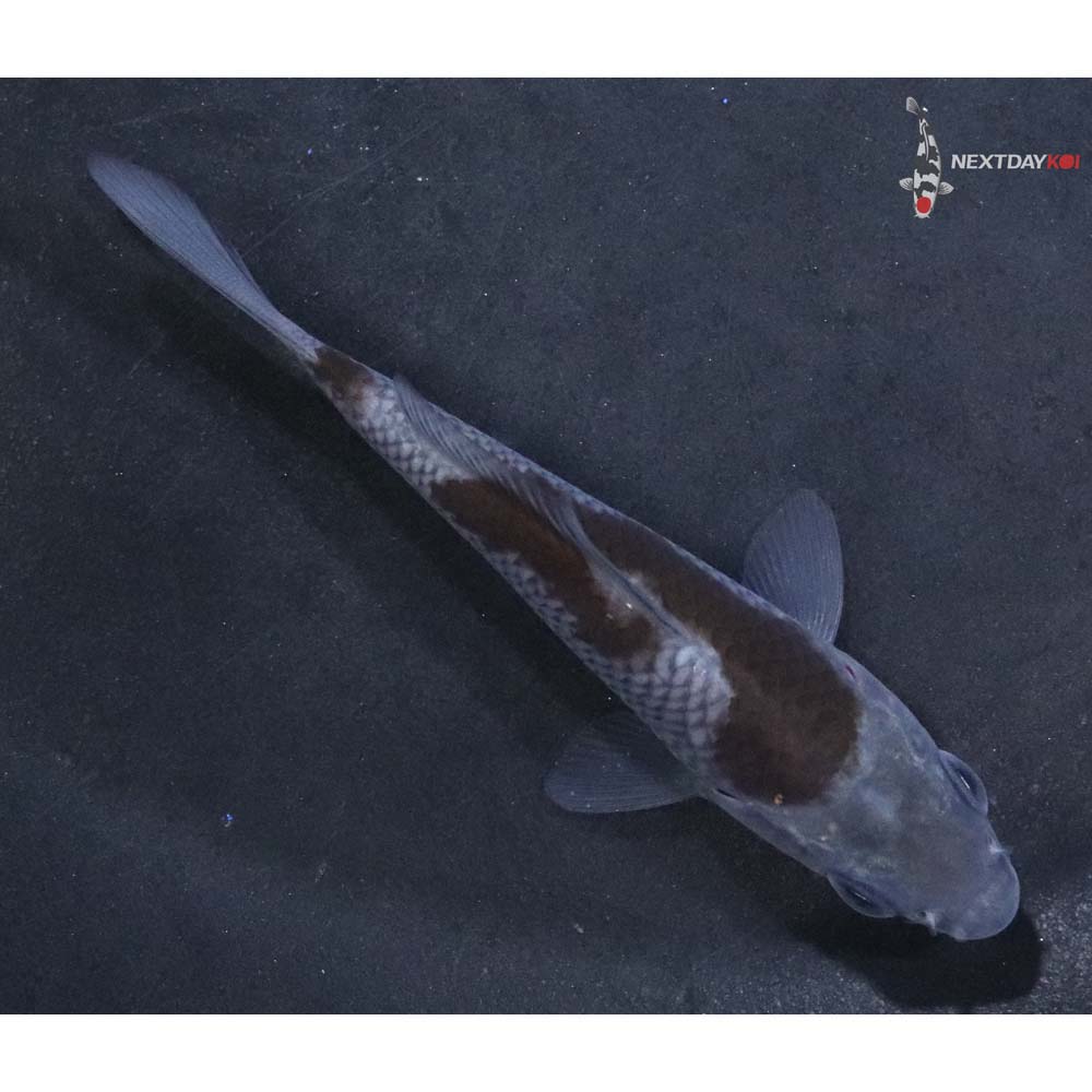 3.5” Imported Ochiba Shigure
