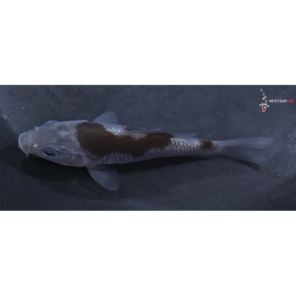 3.5” Imported Ochiba Shigure