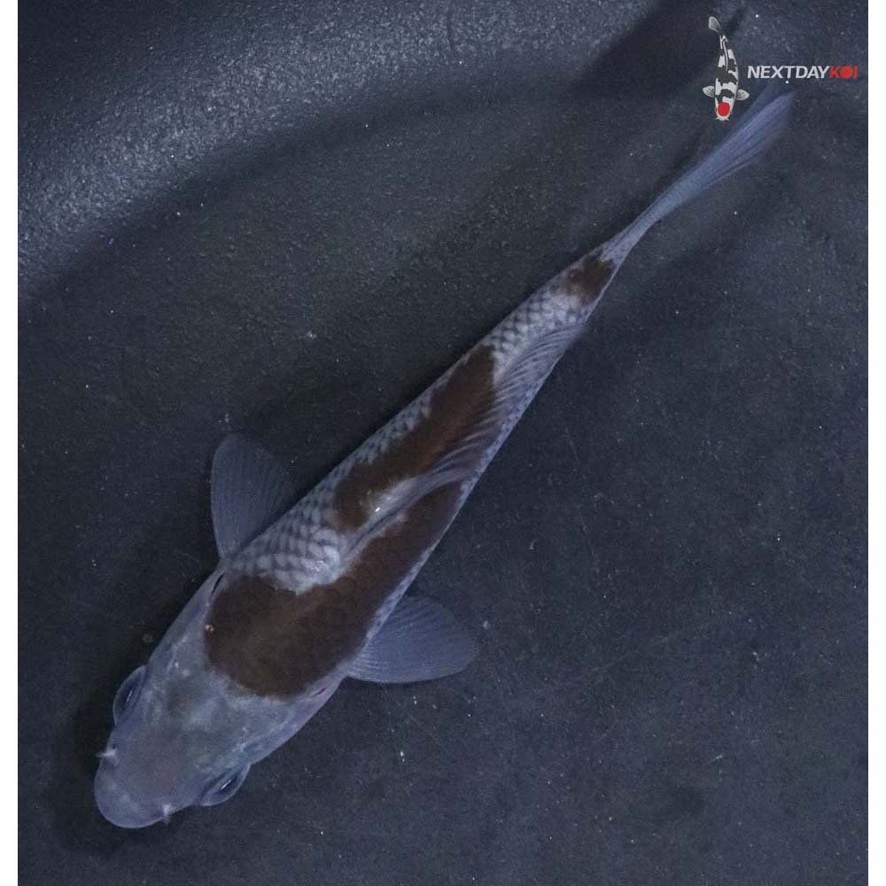 3.5” Imported Ochiba Shigure