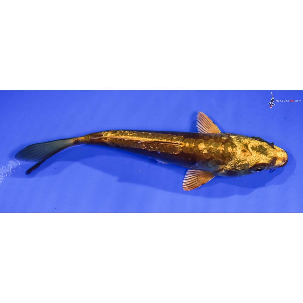 5” Imported Kin Kikokuryu