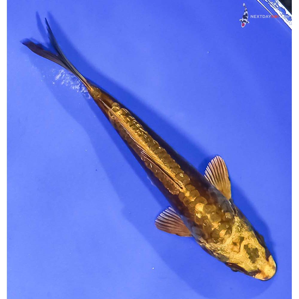 5” Imported Kin Kikokuryu