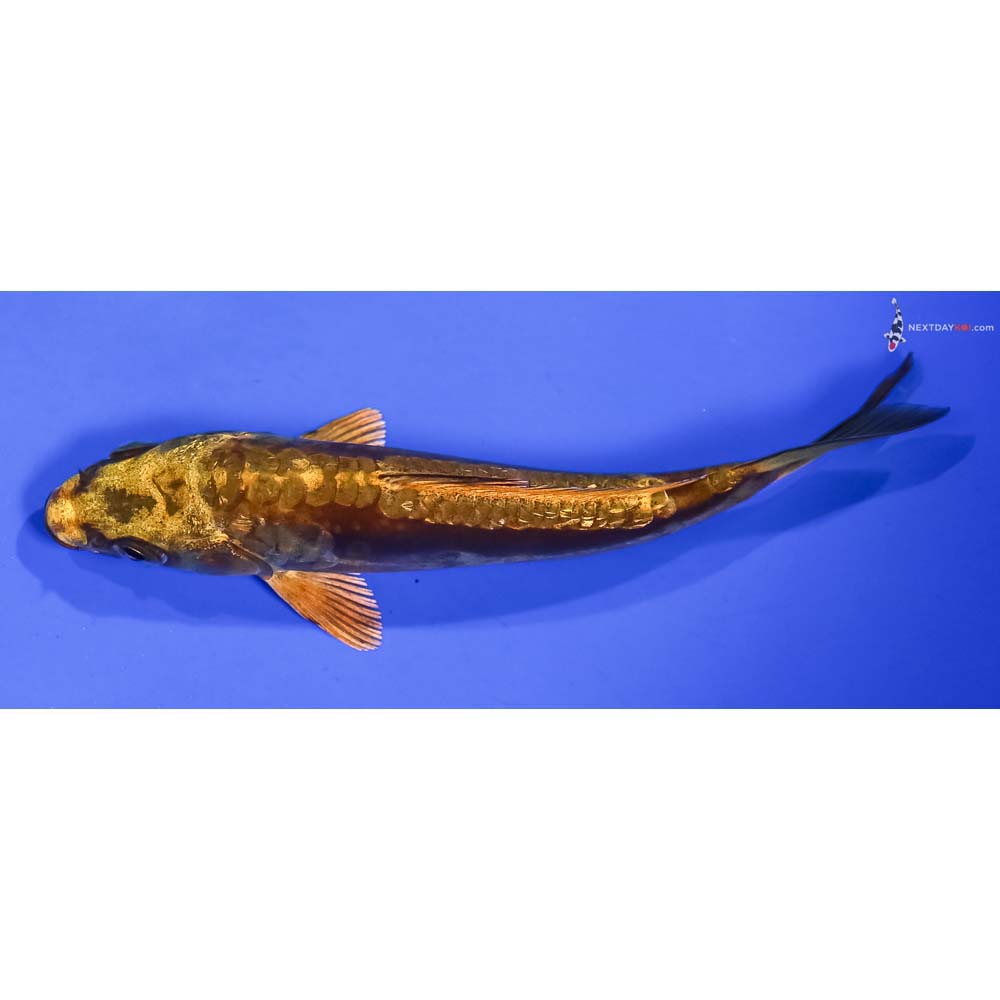 5” Imported Kin Kikokuryu