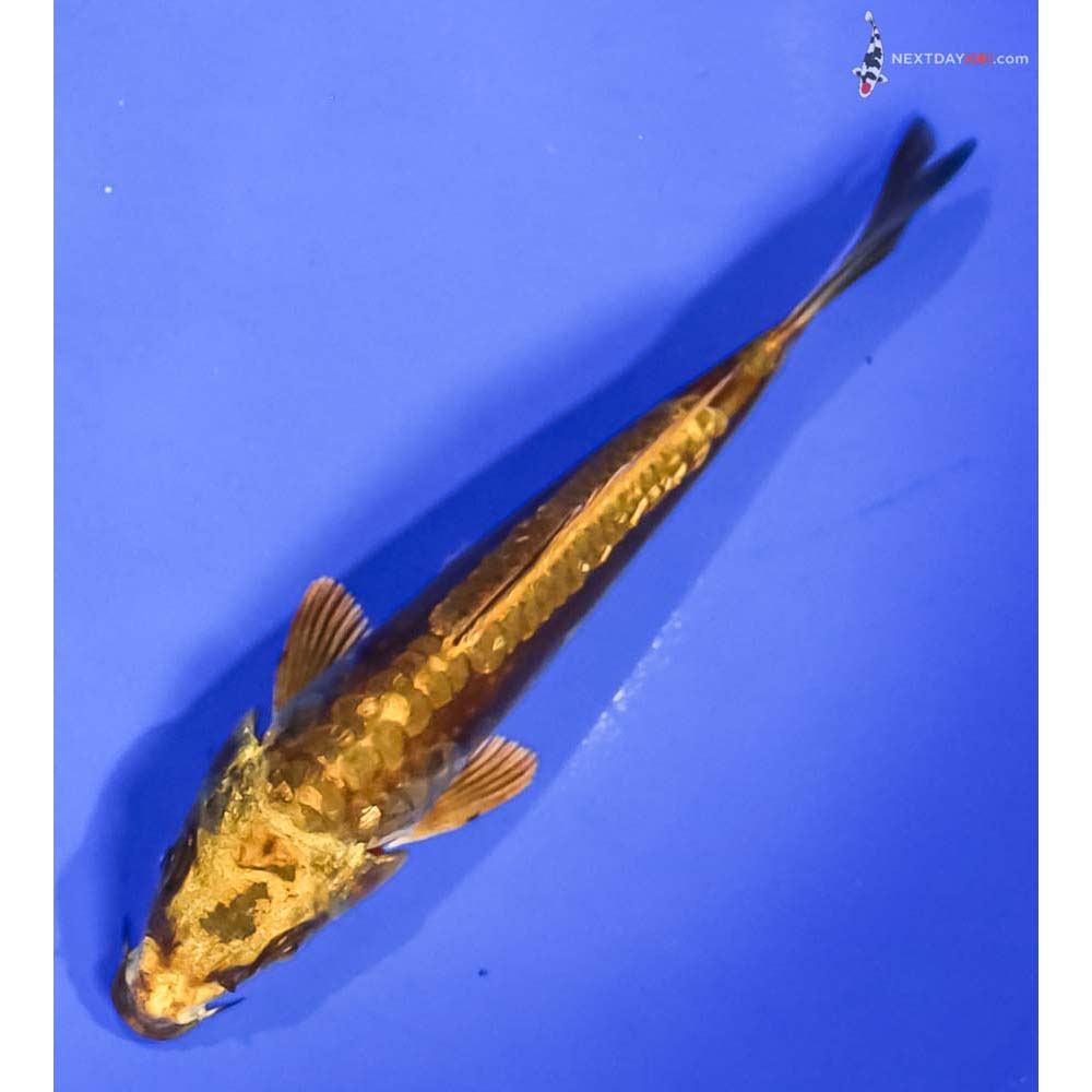 5” Imported Kin Kikokuryu