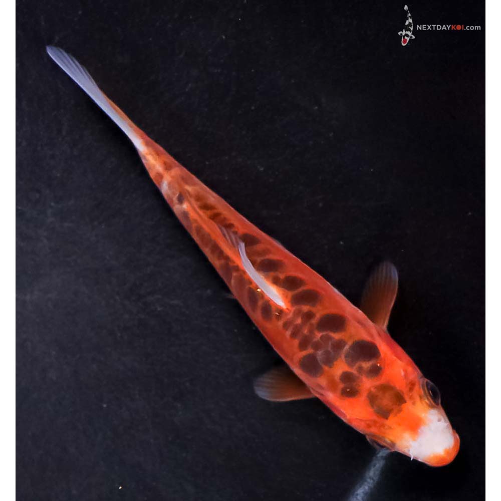 4.5” Imported Hana Shusui