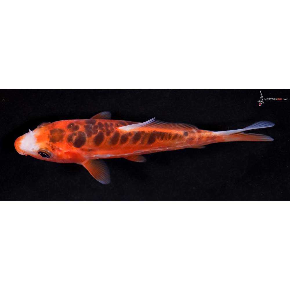 4.5” Imported Hana Shusui