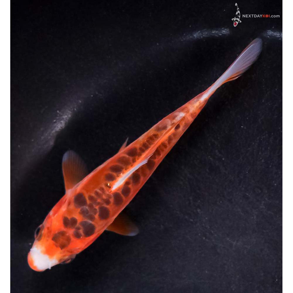4.5” Imported Hana Shusui