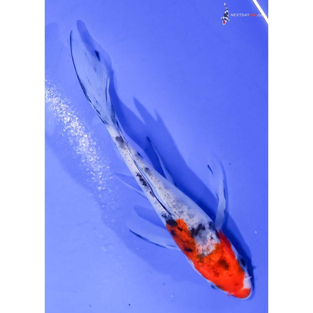 4” Imported Sanke Butterfly Koi