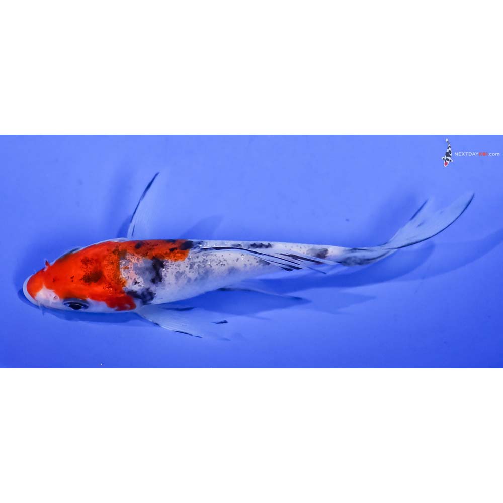 4” Imported Sanke Butterfly Koi