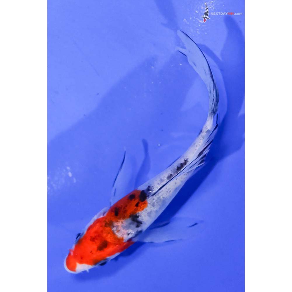 4” Imported Sanke Butterfly Koi