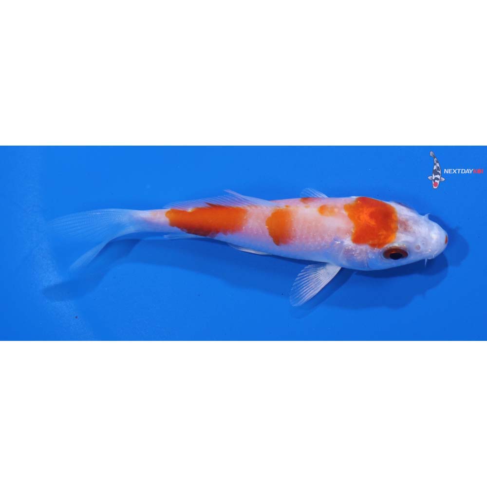 3.5” Imported Hariwake