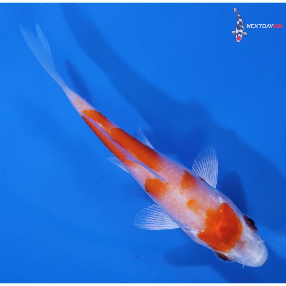 3.5” Imported Hariwake