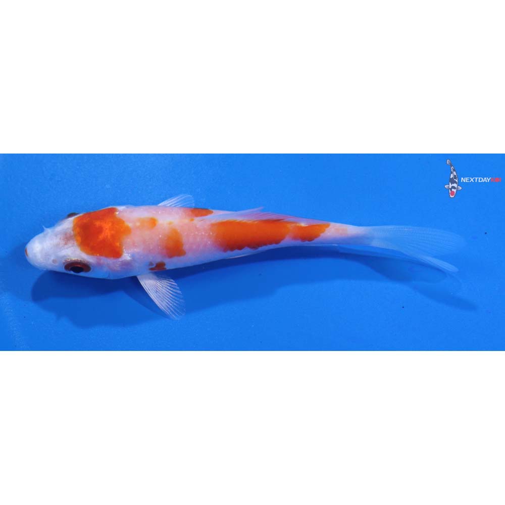 3.5” Imported Hariwake