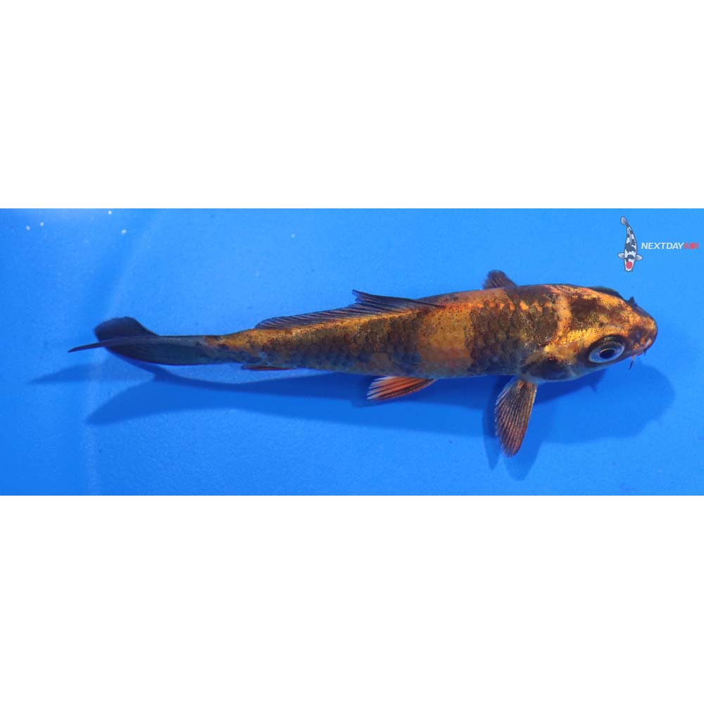 4” Imported Kin Hi Utsuri