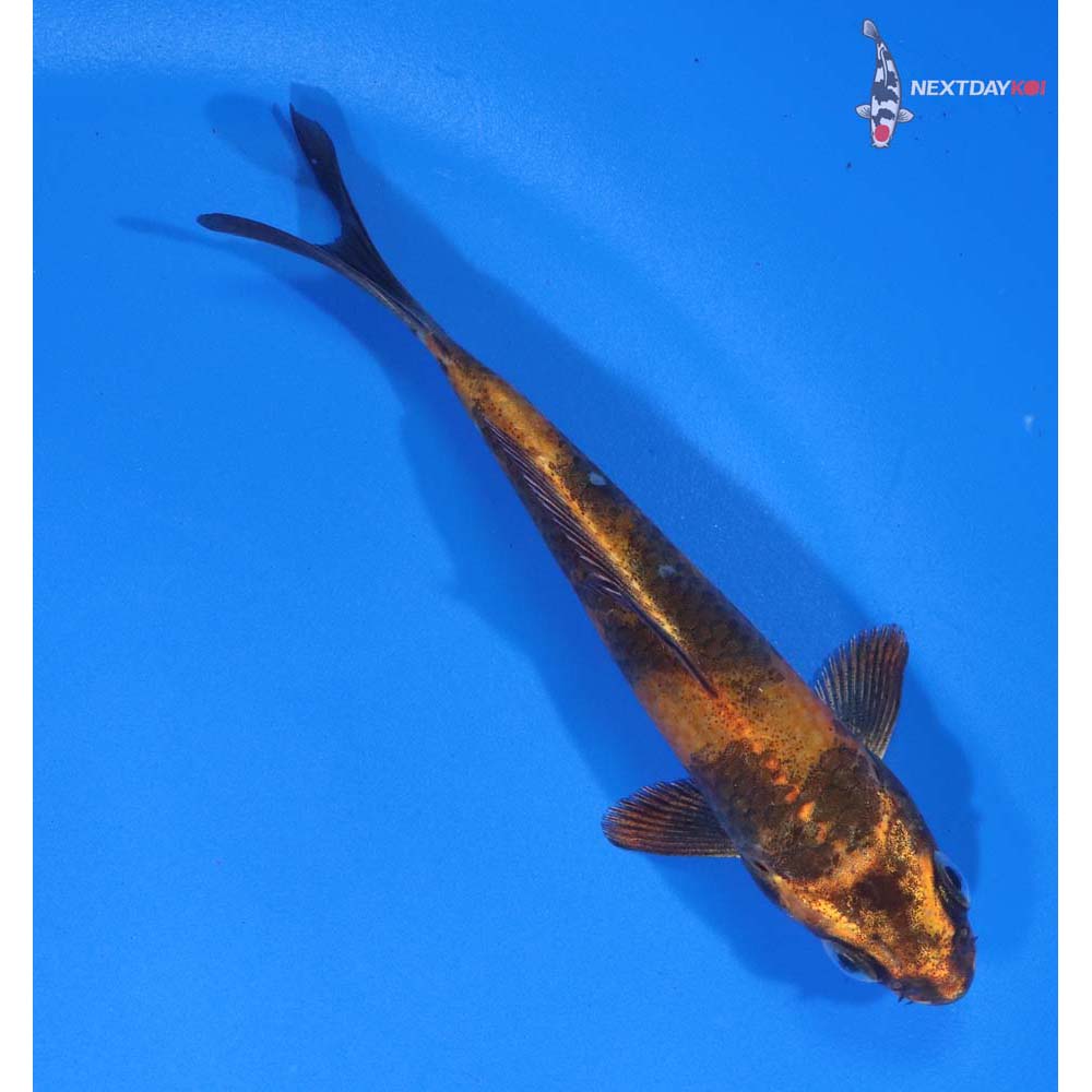4” Imported Kin Hi Utsuri