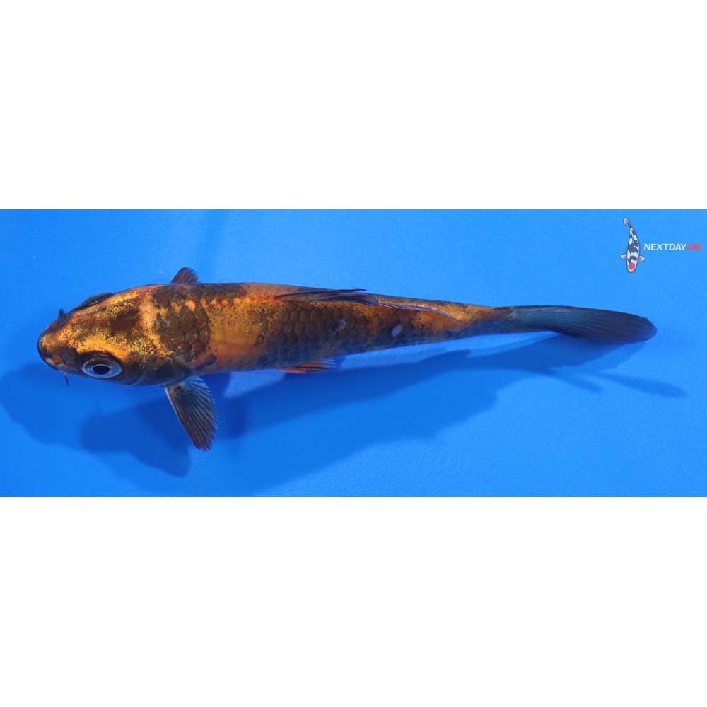 4” Imported Kin Hi Utsuri