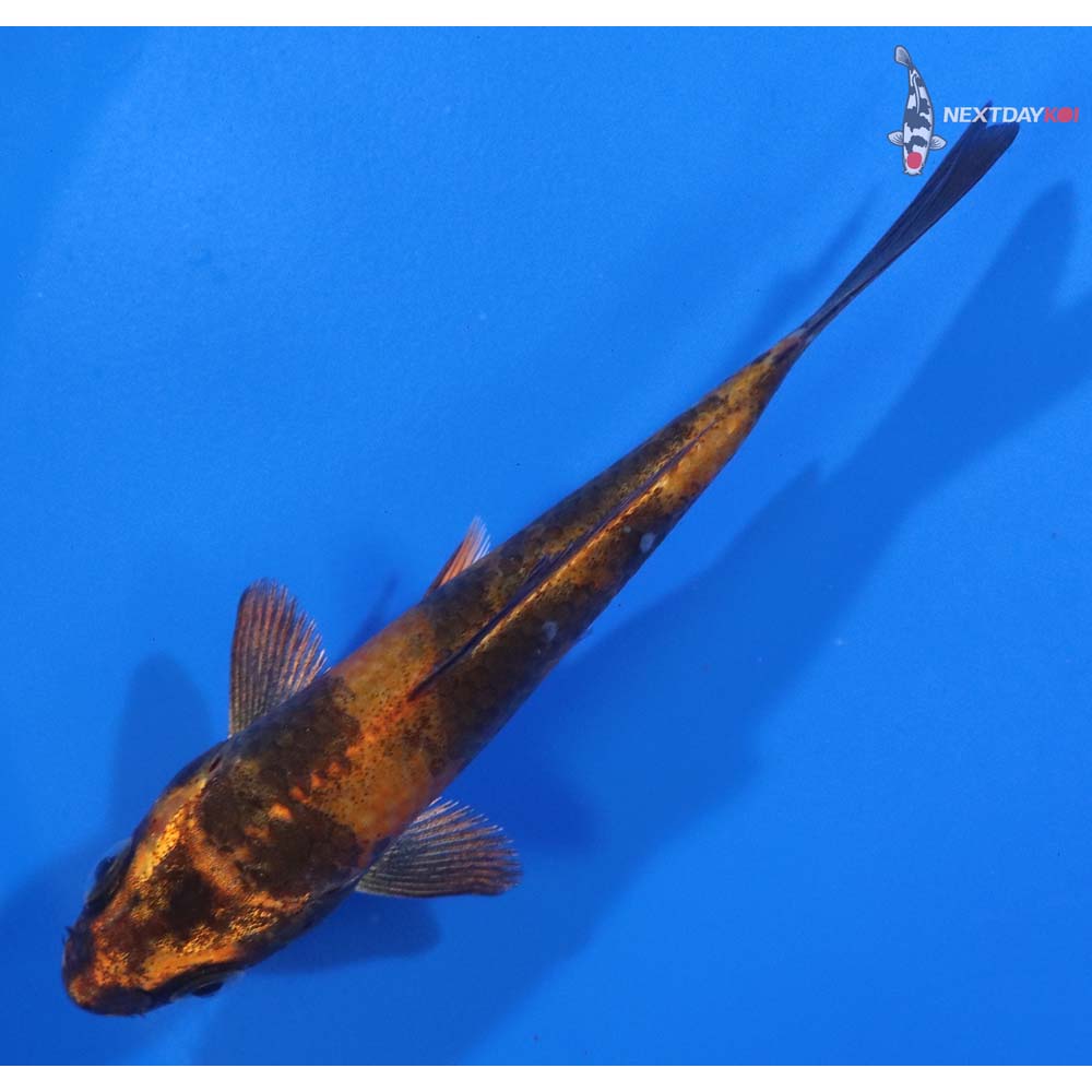 4” Imported Kin Hi Utsuri