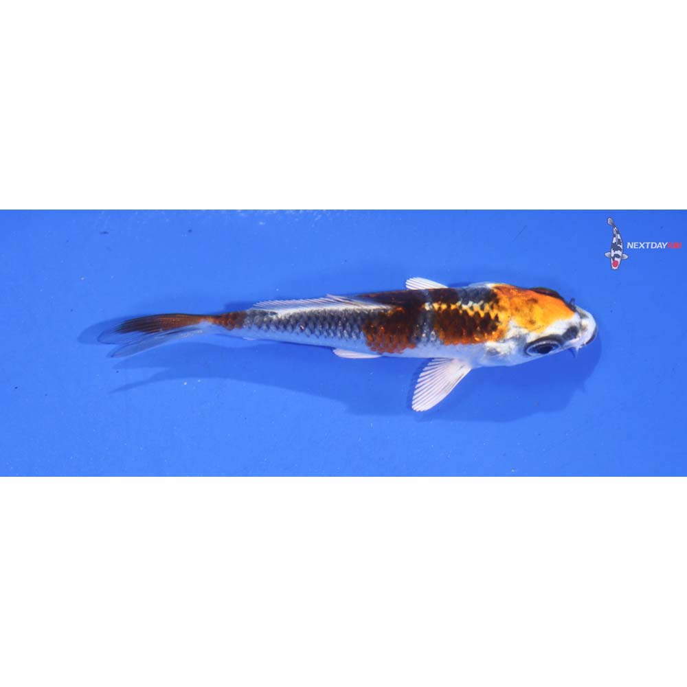 3.5” Imported Kujaku