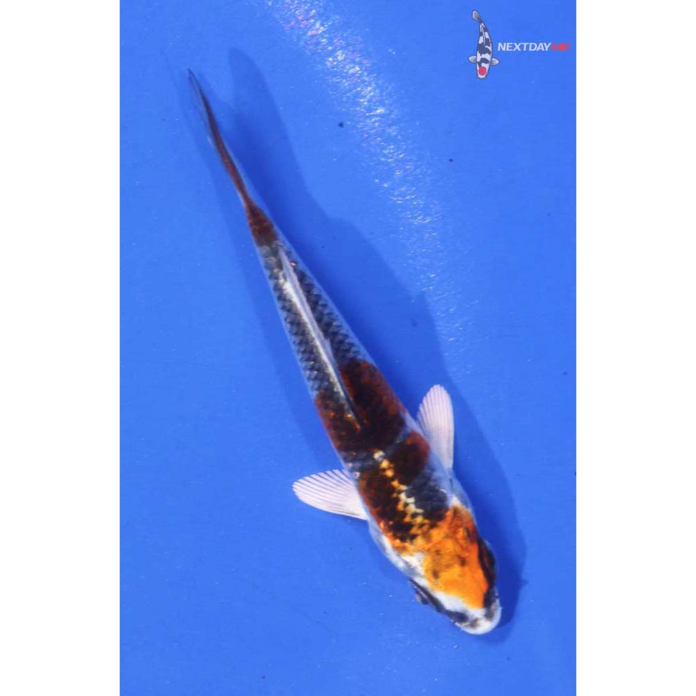 3.5” Imported Kujaku