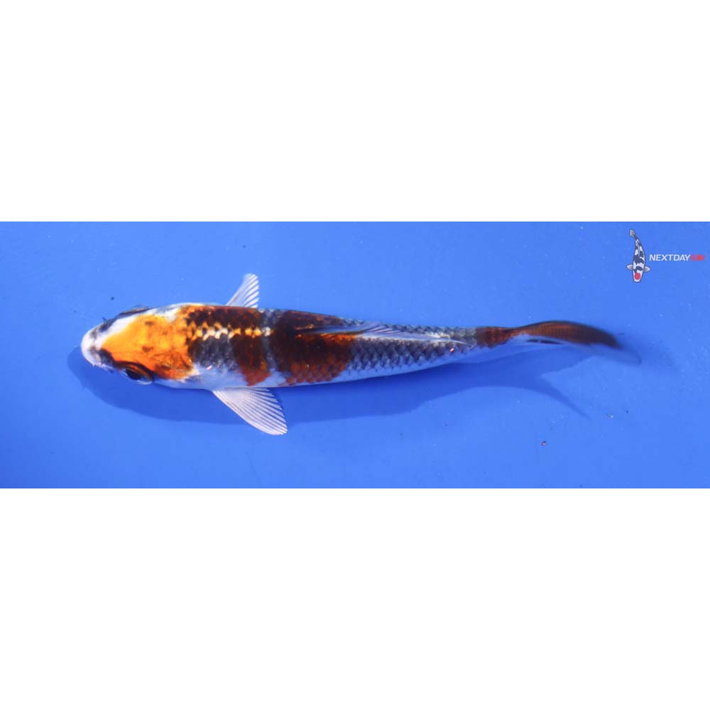 3.5” Imported Kujaku