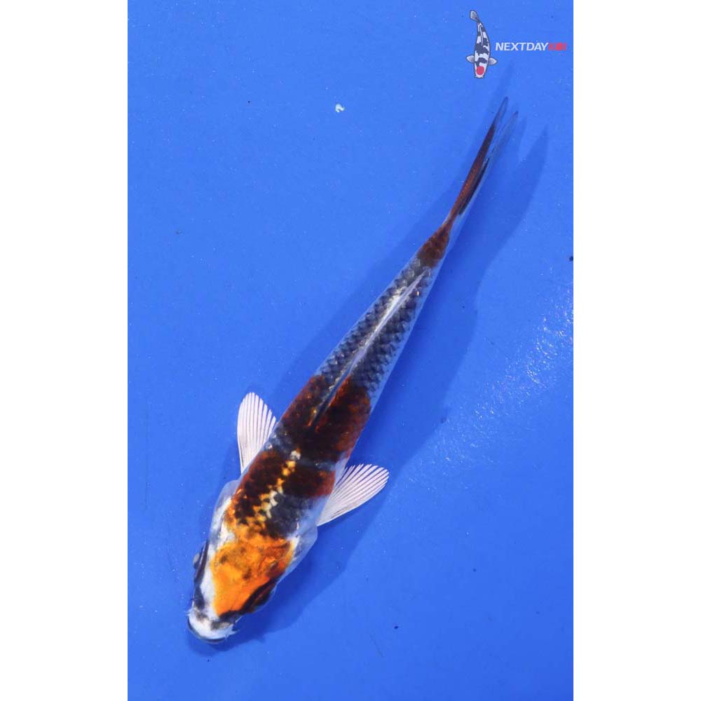 3.5” Imported Kujaku