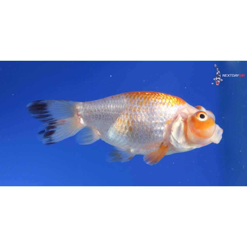 3” Imported Red and White Bubble Eye