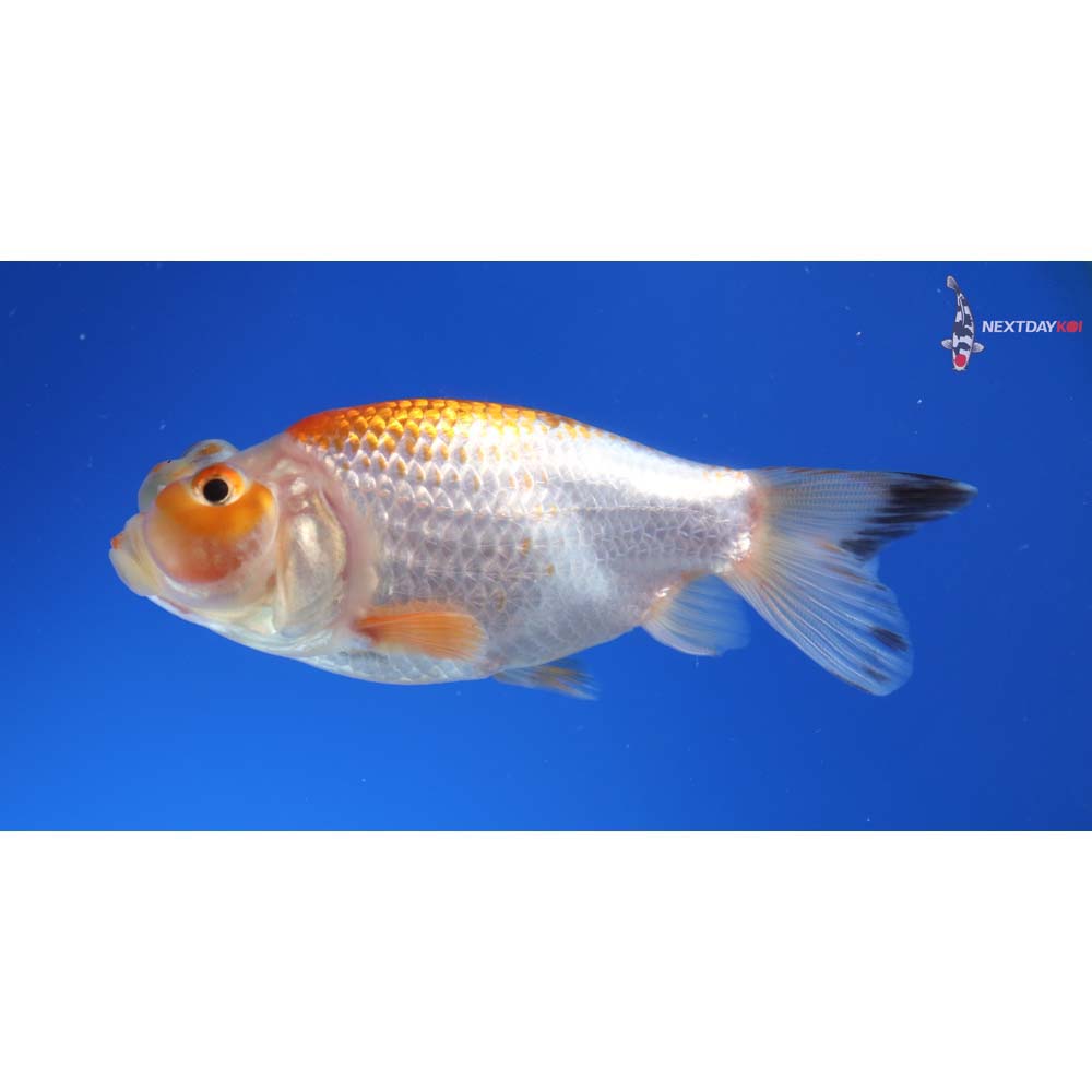 3” Imported Red and White Bubble Eye