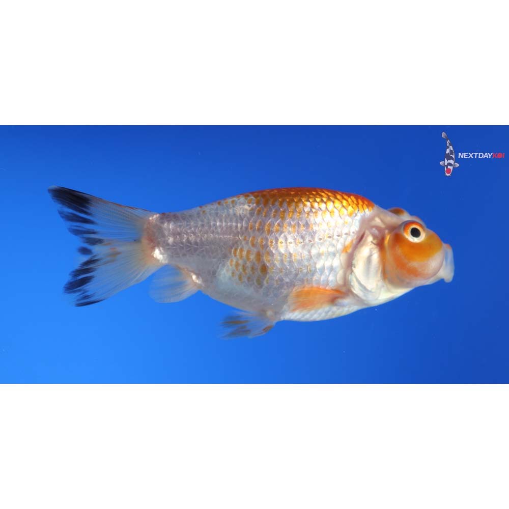 3” Imported Red and White Bubble Eye