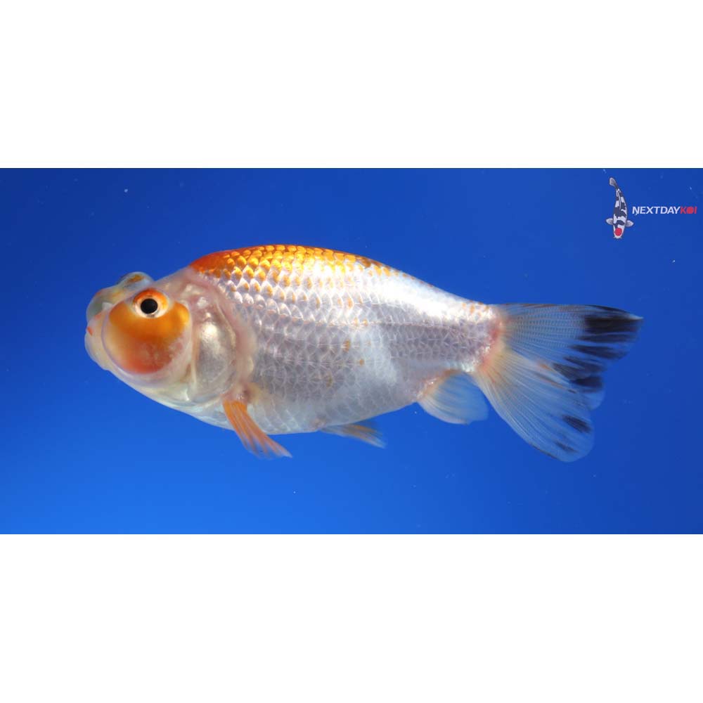 3” Imported Red and White Bubble Eye