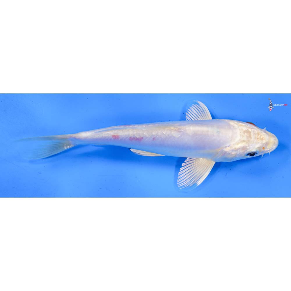 7.5” Imported Kikusui