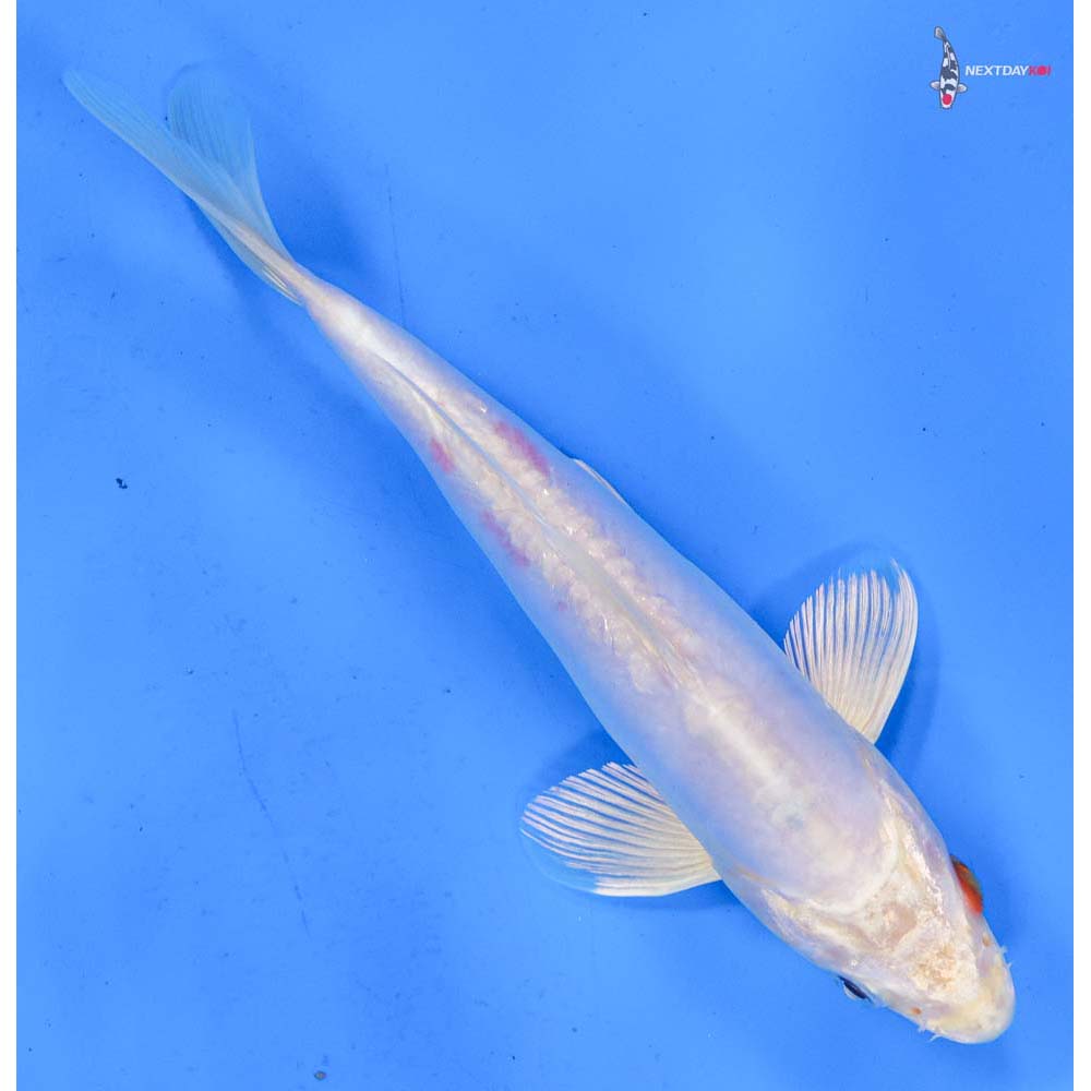 7.5” Imported Kikusui