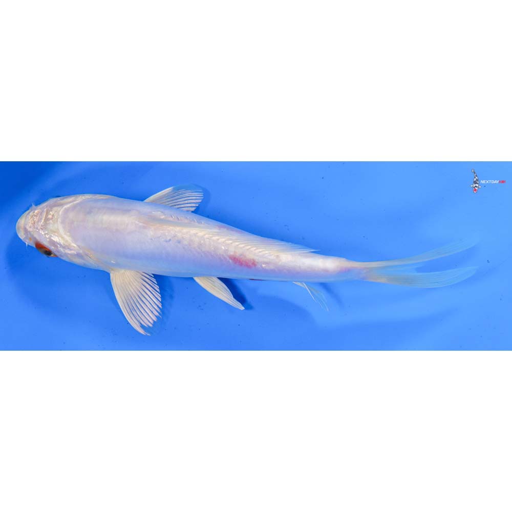 7.5” Imported Kikusui