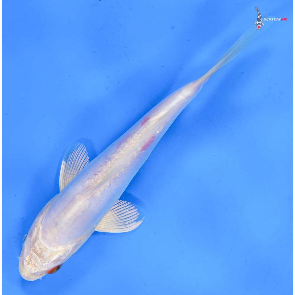 7.5” Imported Kikusui